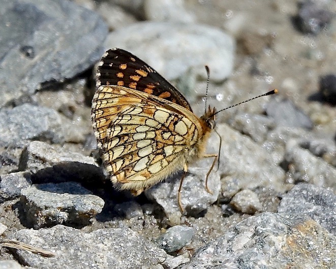 false heath fritillary